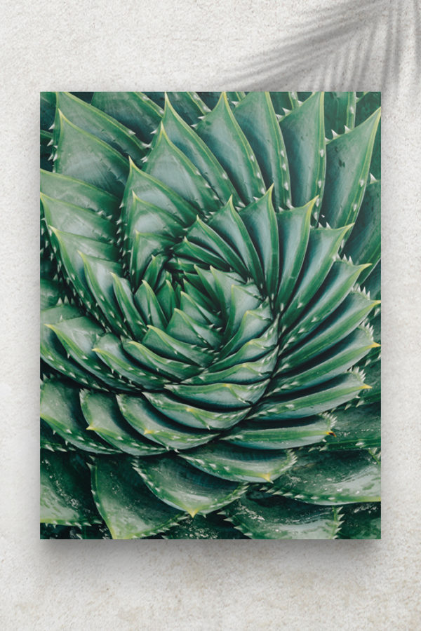 Aloe Vera Fleur