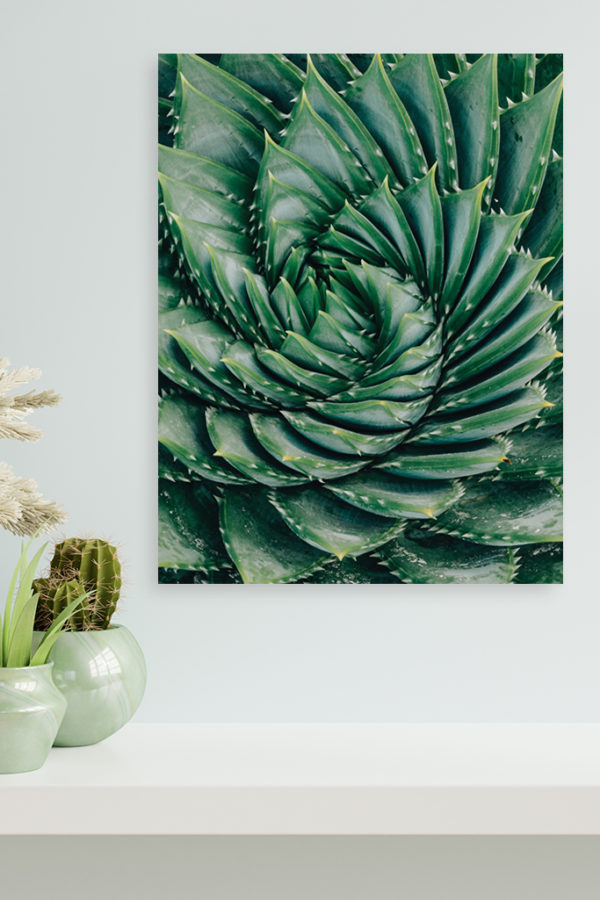 Aloe Vera Fleur – Image 2