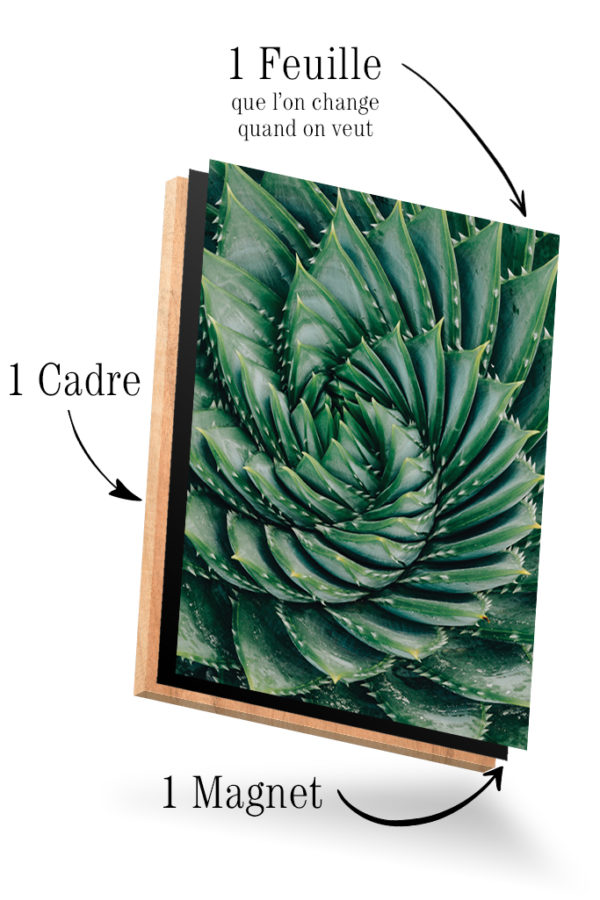 Aloe Vera Fleur – Image 4