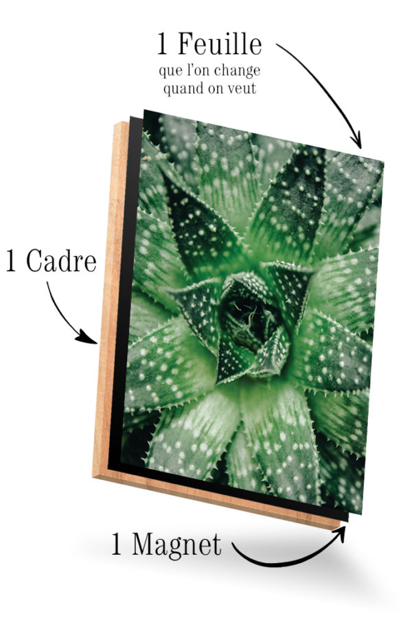 Aloe Vera Succulent – Image 4
