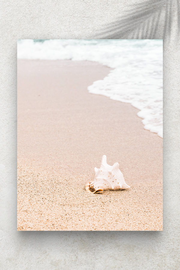 Coquillage Abandonné