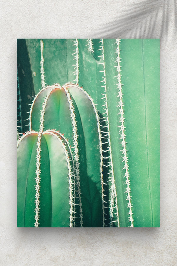 Cactus Vintage