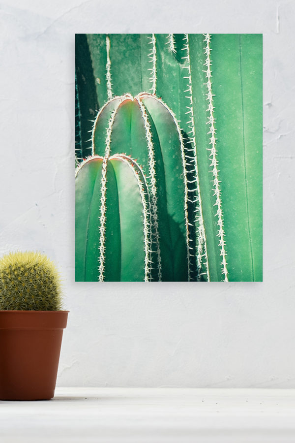 Cactus Vintage – Image 2
