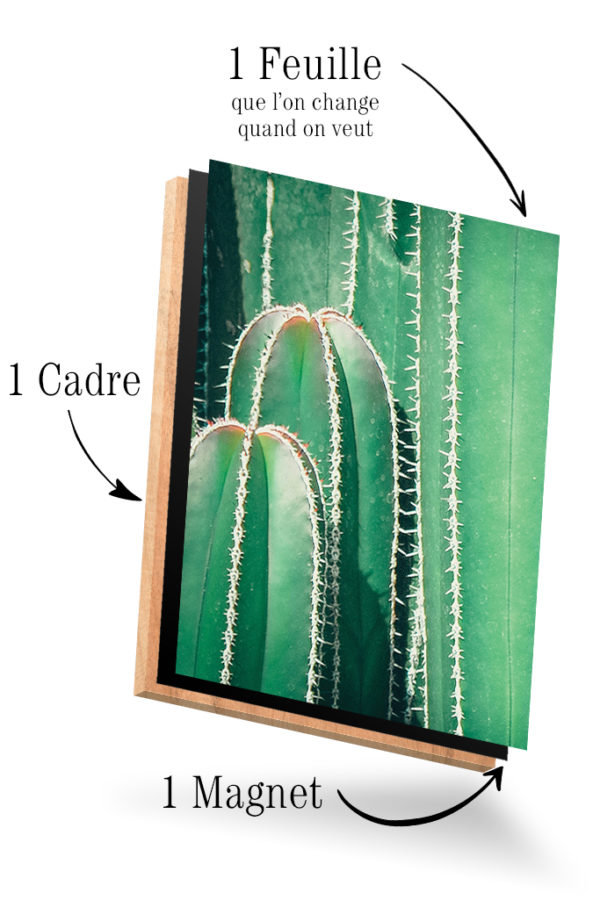 Cactus Vintage – Image 4