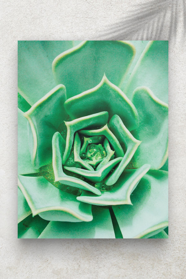 Echeveria succulent