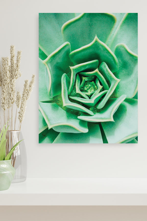 Echeveria succulent – Image 2