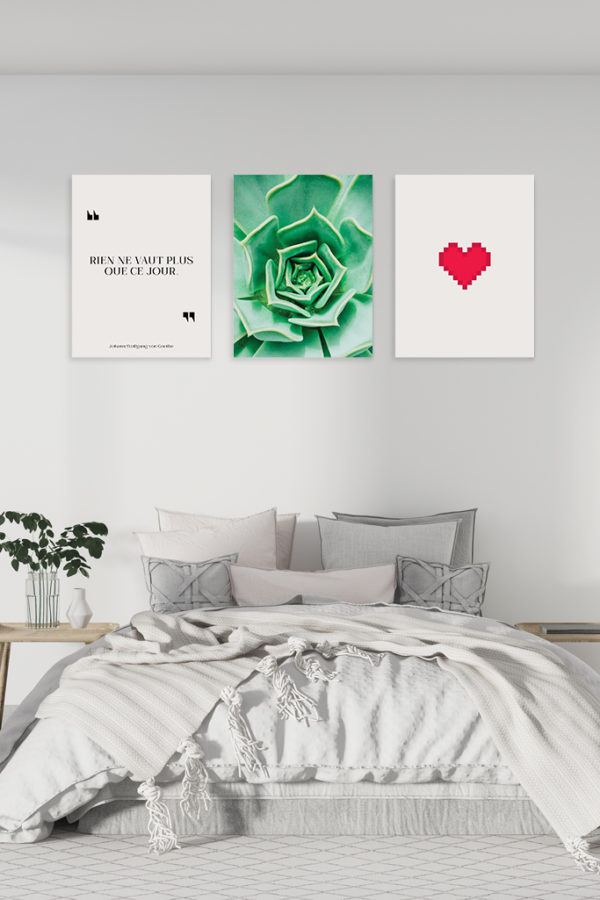 Echeveria succulent – Image 3