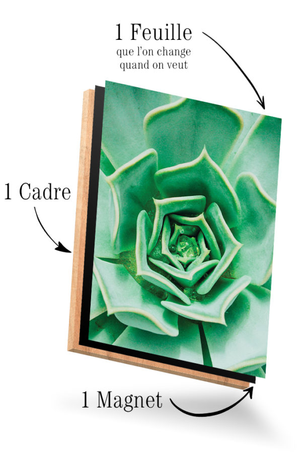 Echeveria succulent – Image 4